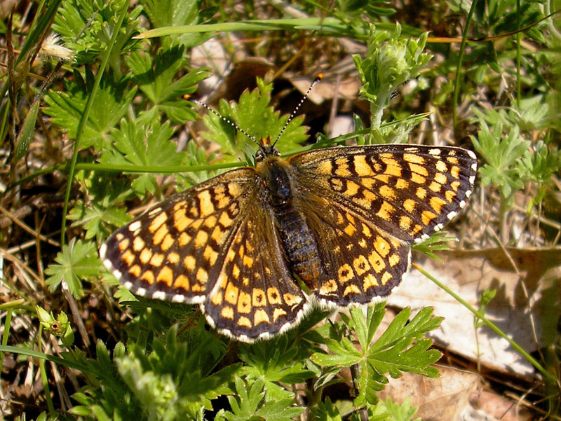 melitaea-cinxia