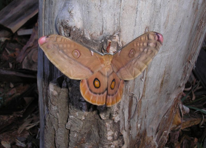 opodiphthera-eucalypti