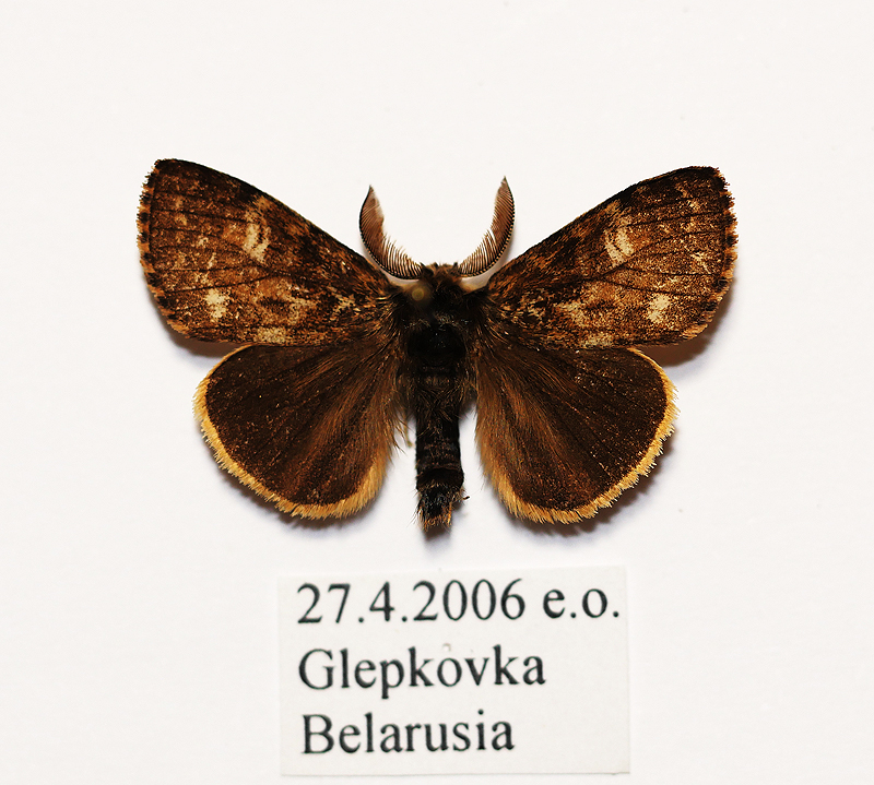 gynaephora-selenitica