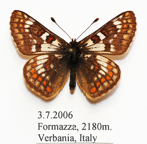 euphydryas-cynthia