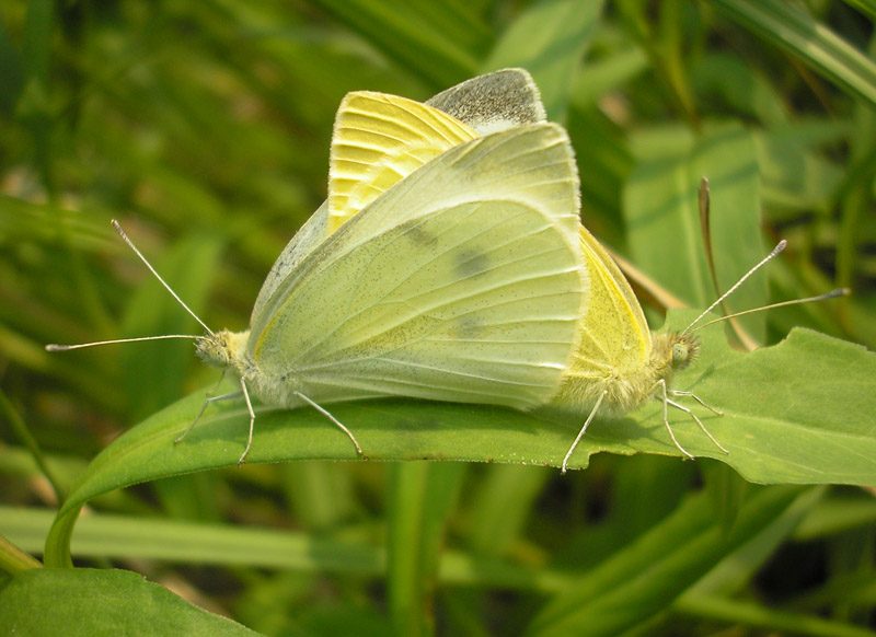 pieris-rapae