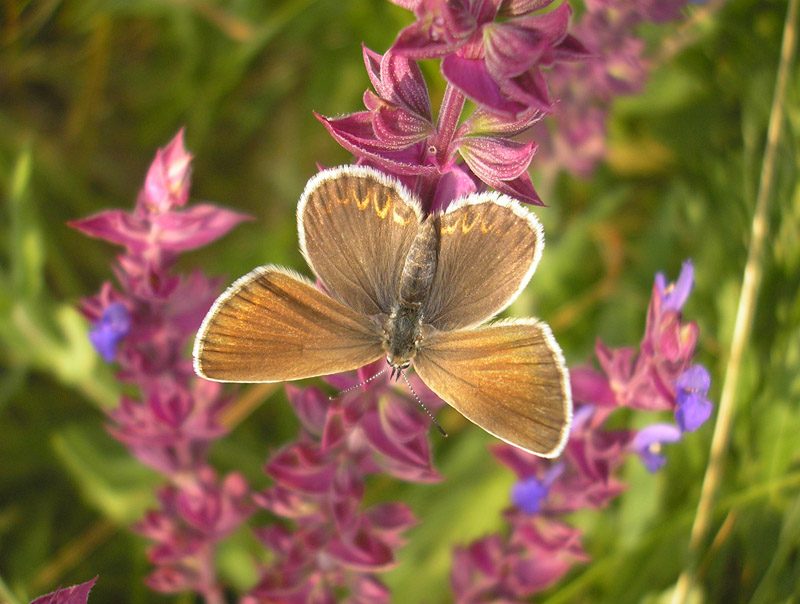 plebejus-argyrognomon