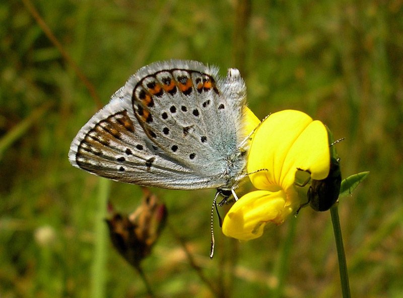 plebejus-argus