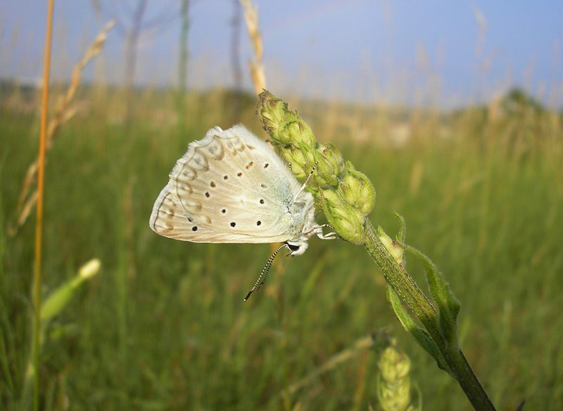 polyommatus-daphnis