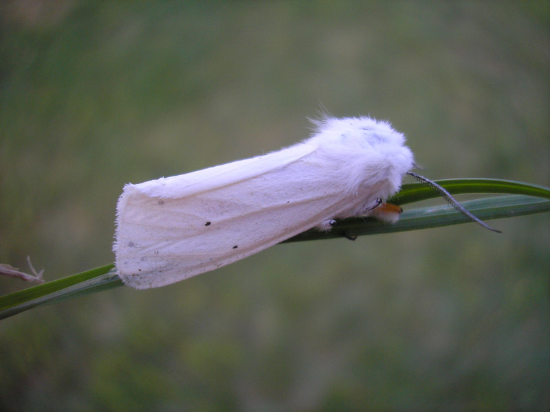 spilosoma-urticae