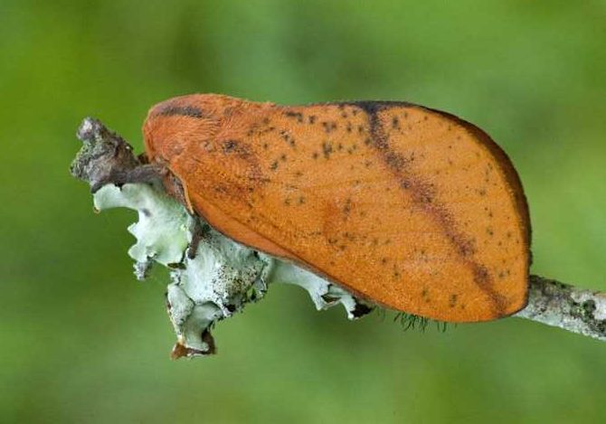 syssphinx-bicolor