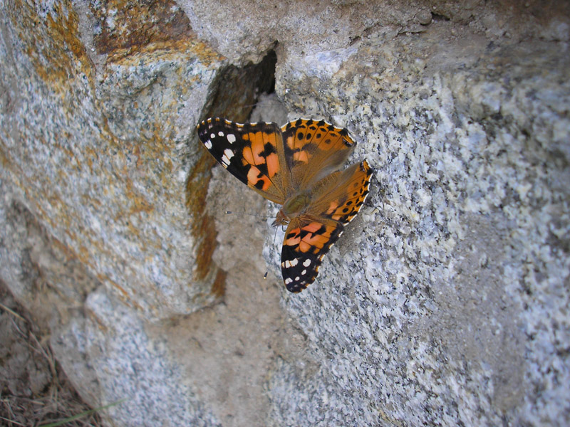 vanessa-cardui