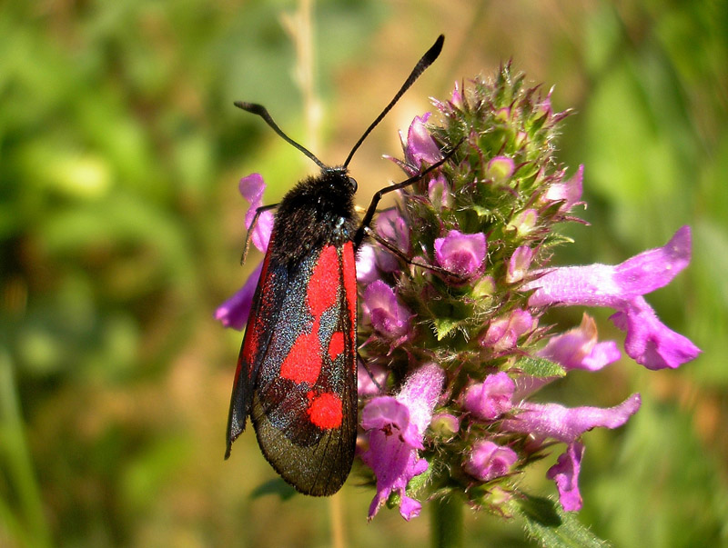 zygaena-cynarae