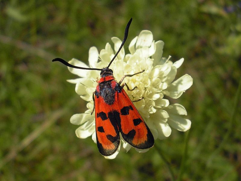 zygaena-laeta