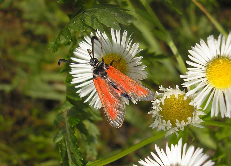 zygaena-punctum