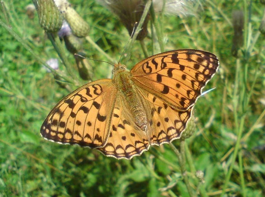 argynnis-adippe