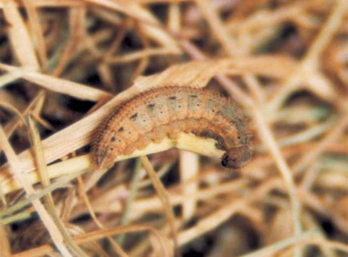 erebia-aethiops