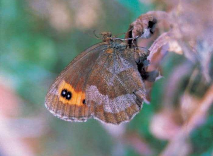 erebia-aethiops