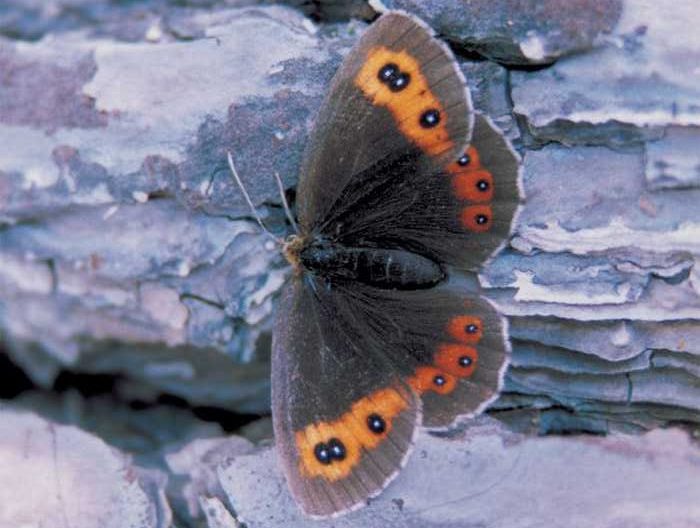 erebia-aethiops