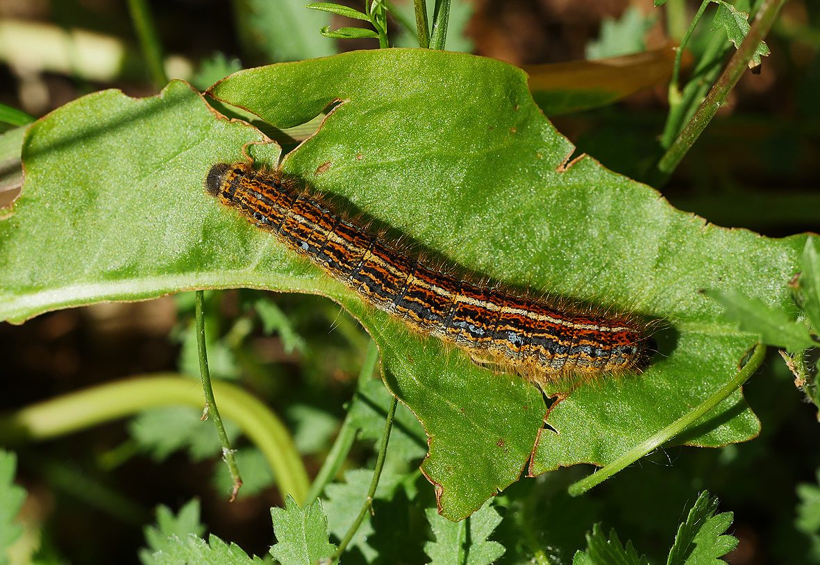 malacosoma-alpicola