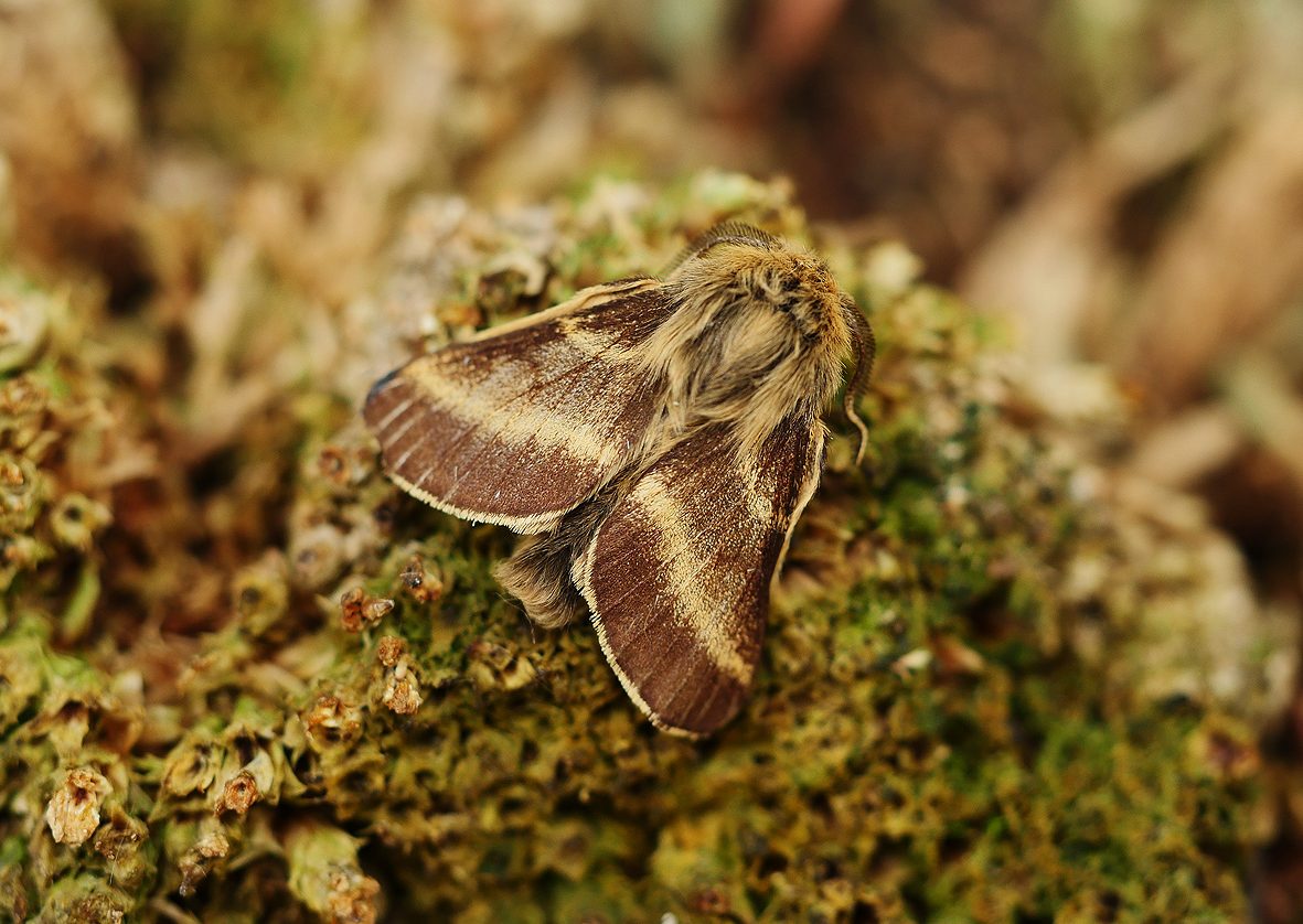 malacosoma-alpicola