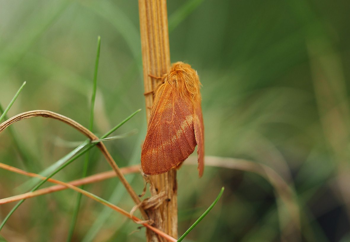 malacosoma-alpicola