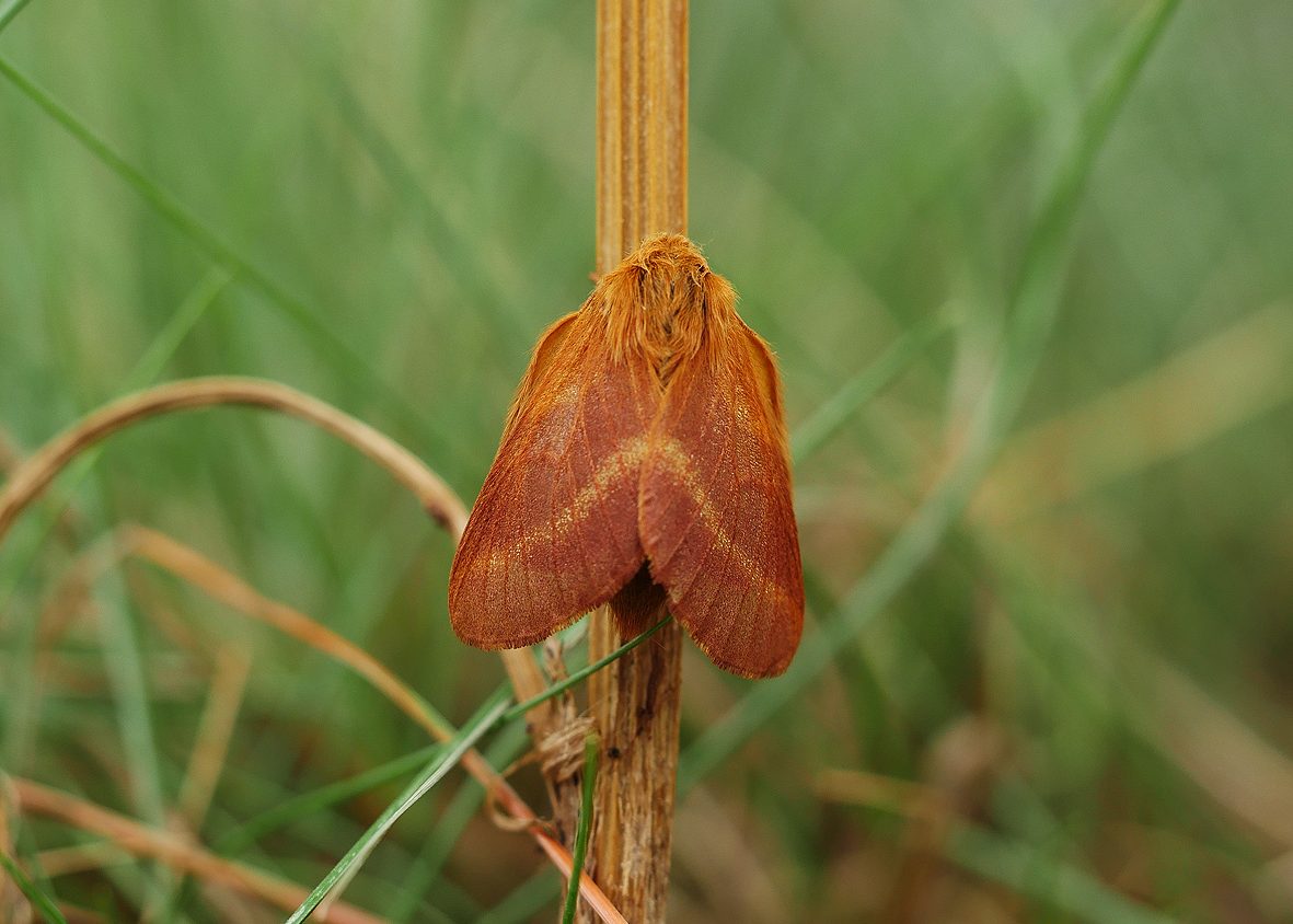 malacosoma-alpicola