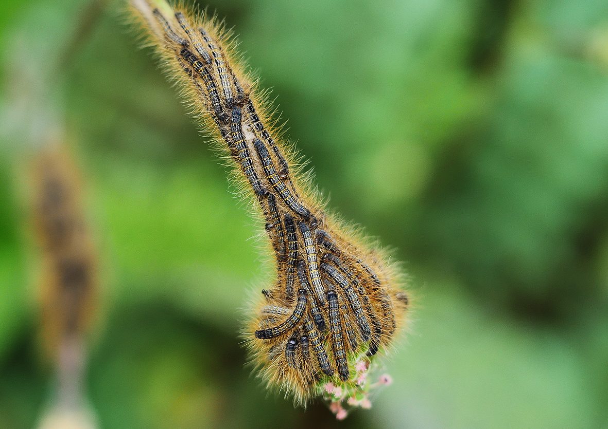 malacosoma-alpicola