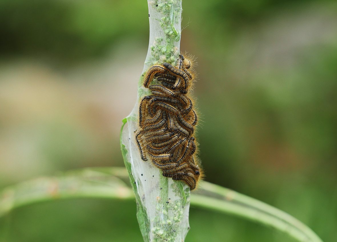 malacosoma-alpicola