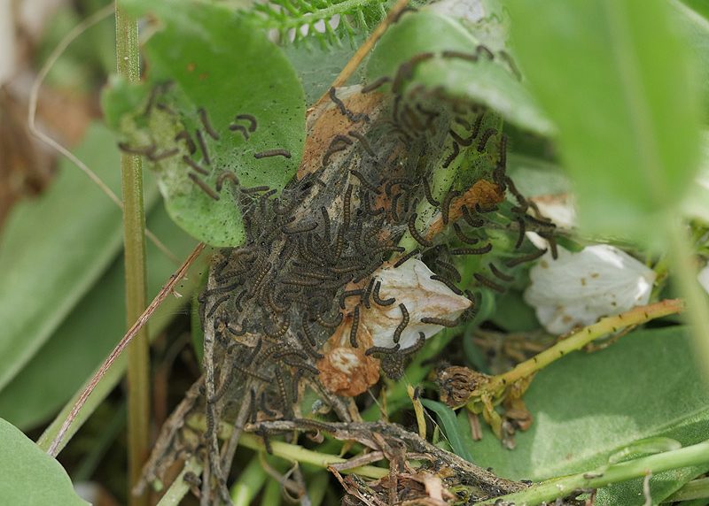 malacosoma-alpicola