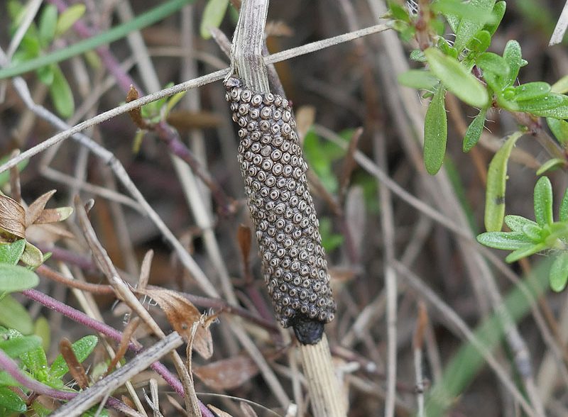 malacosoma-alpicola