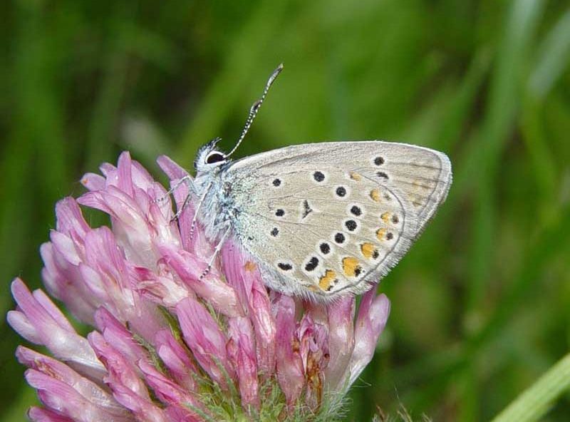 polyommatus-amandus