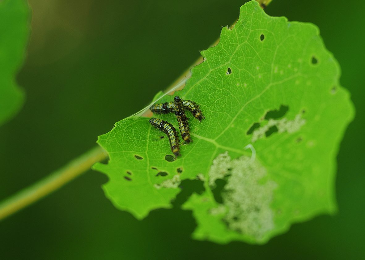 clostera-anachoreta