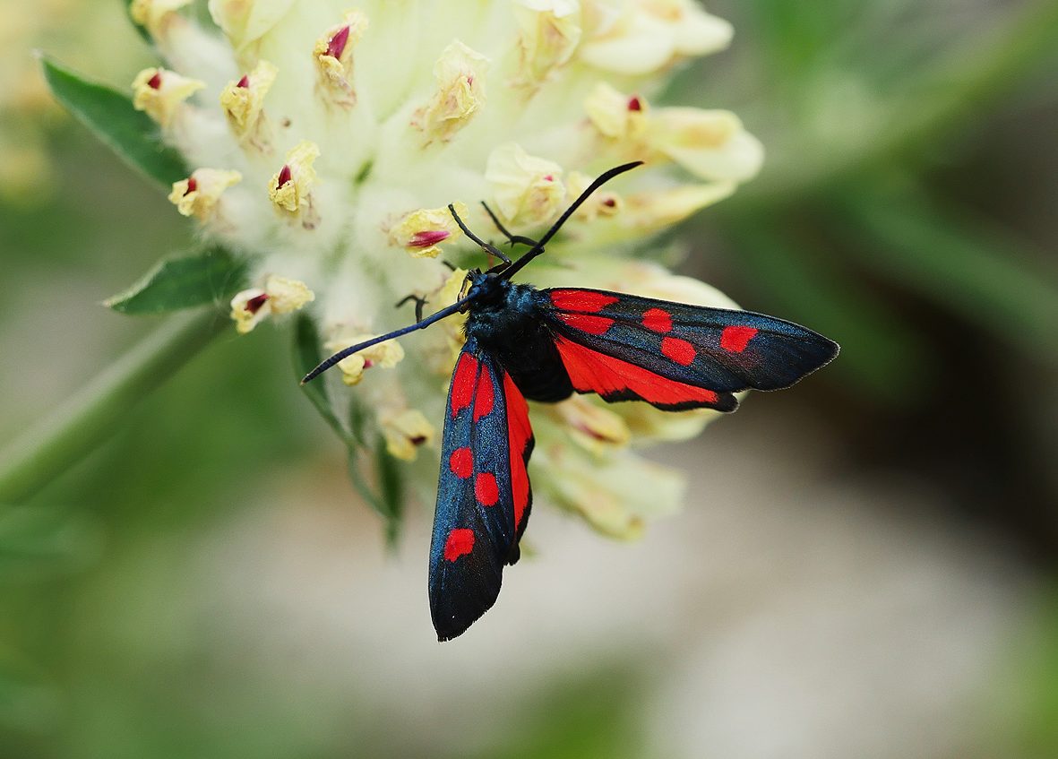 zygaena-angelicae