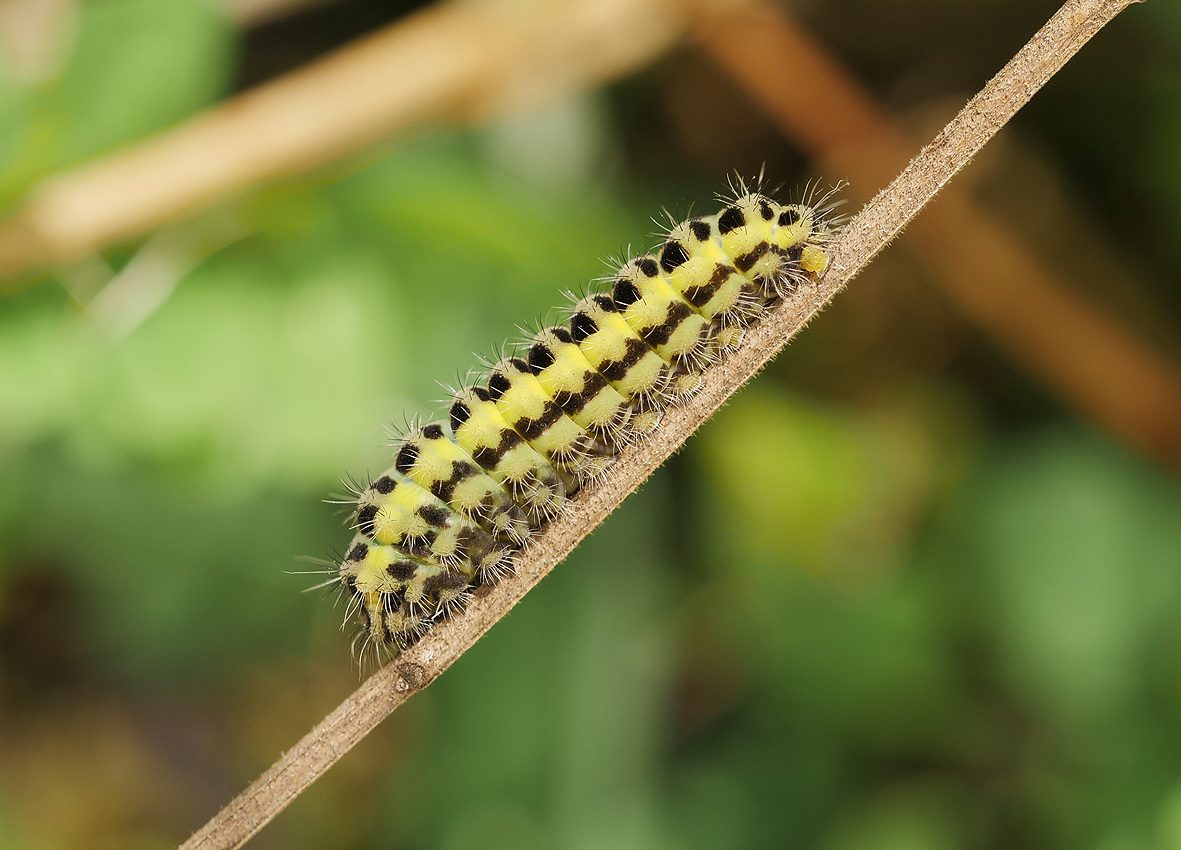 zygaena-angelicae