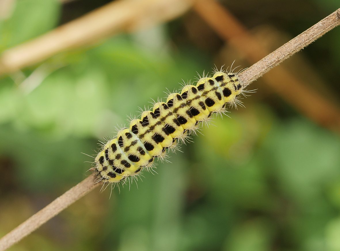 zygaena-angelicae