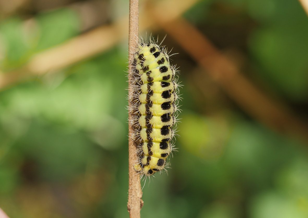 zygaena-angelicae