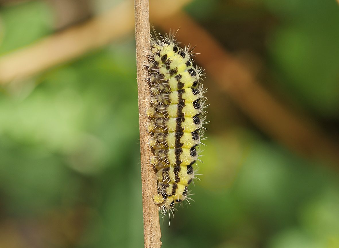 zygaena-angelicae