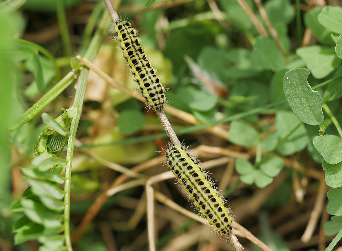 zygaena-angelicae