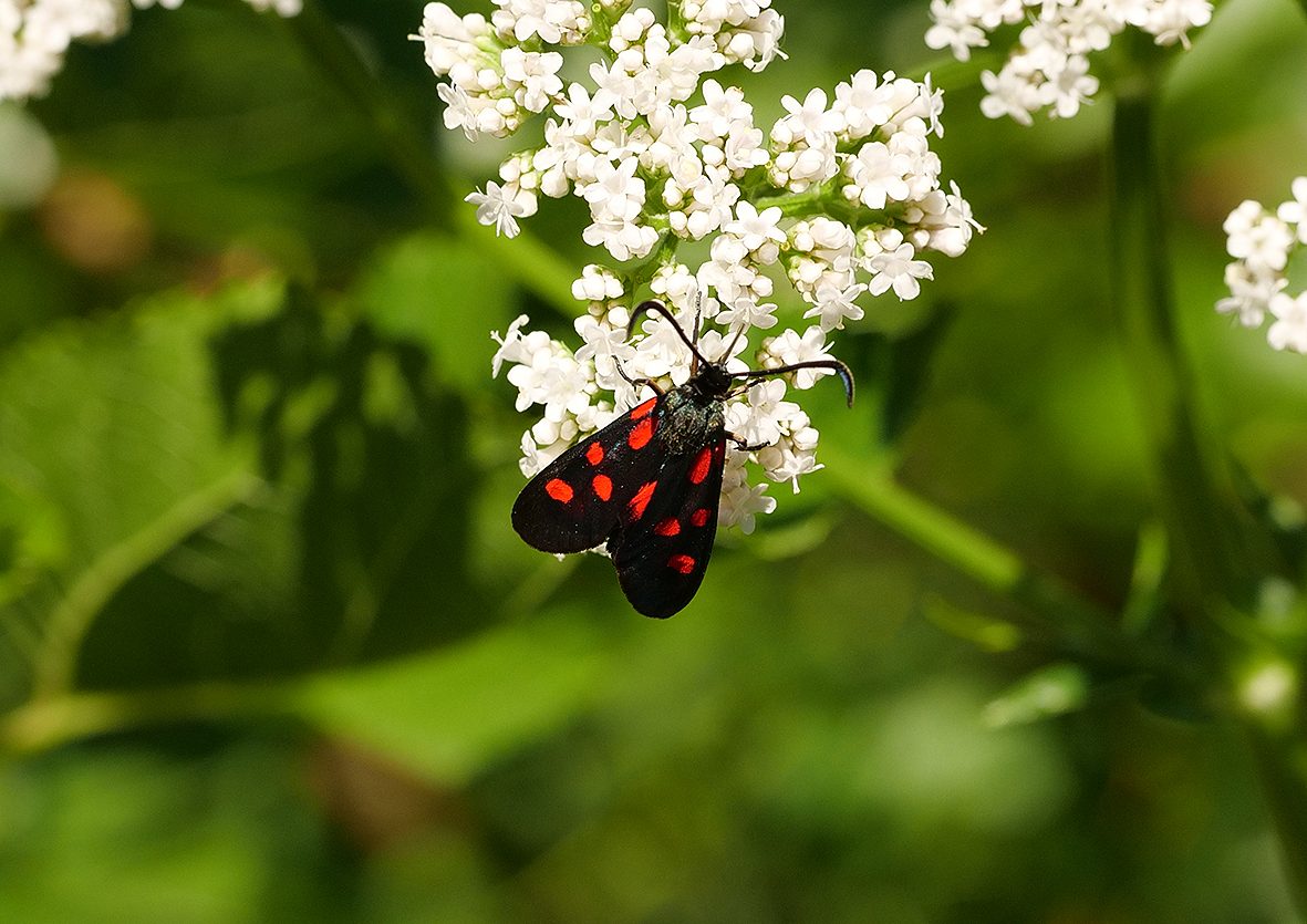 zygaena-angelicae