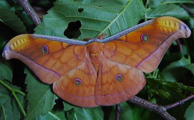 antheraea-rumphii