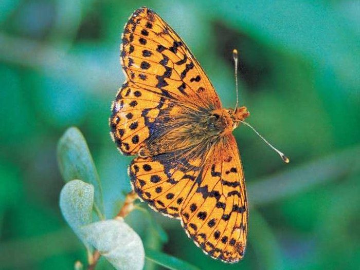 boloria-aquilonaris