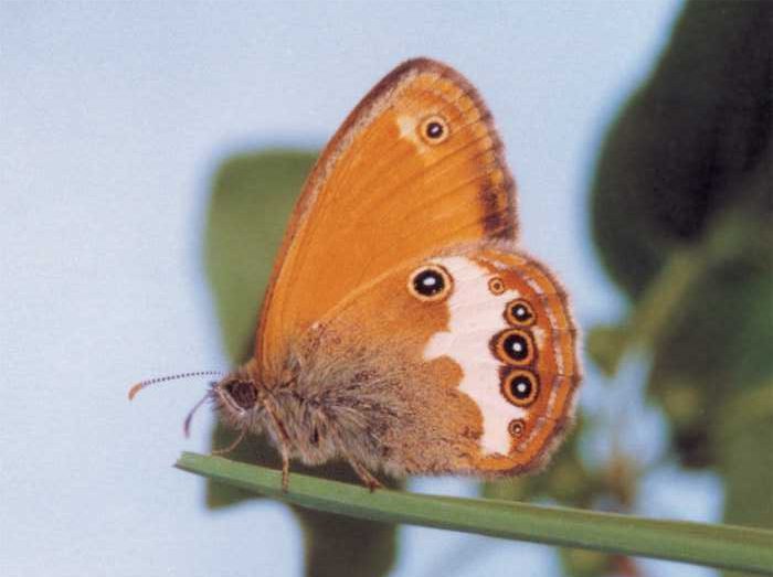 coenonympha-arcania