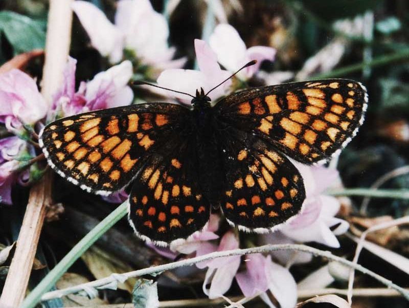 melitaea-athalia