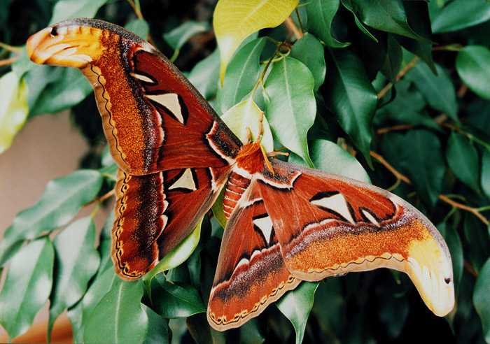 attacus-atlas