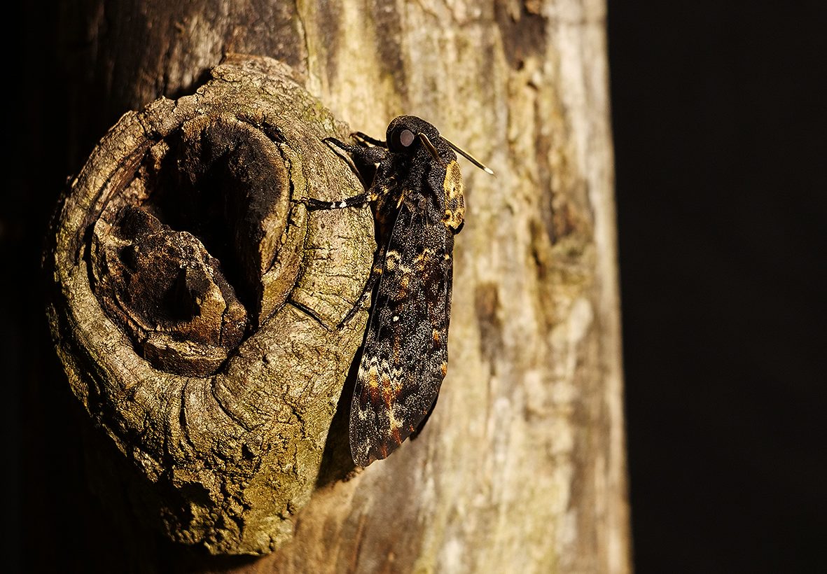 acherontia-atropos