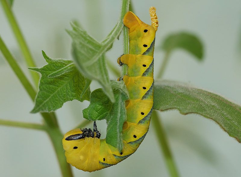 acherontia-atropos