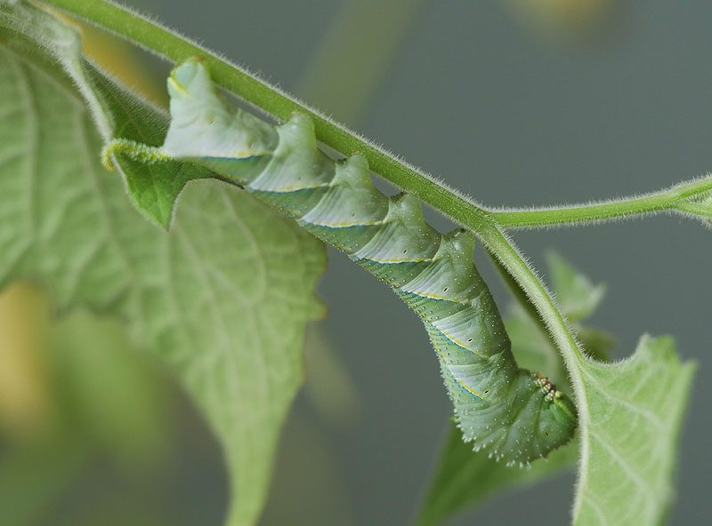 acherontia-atropos