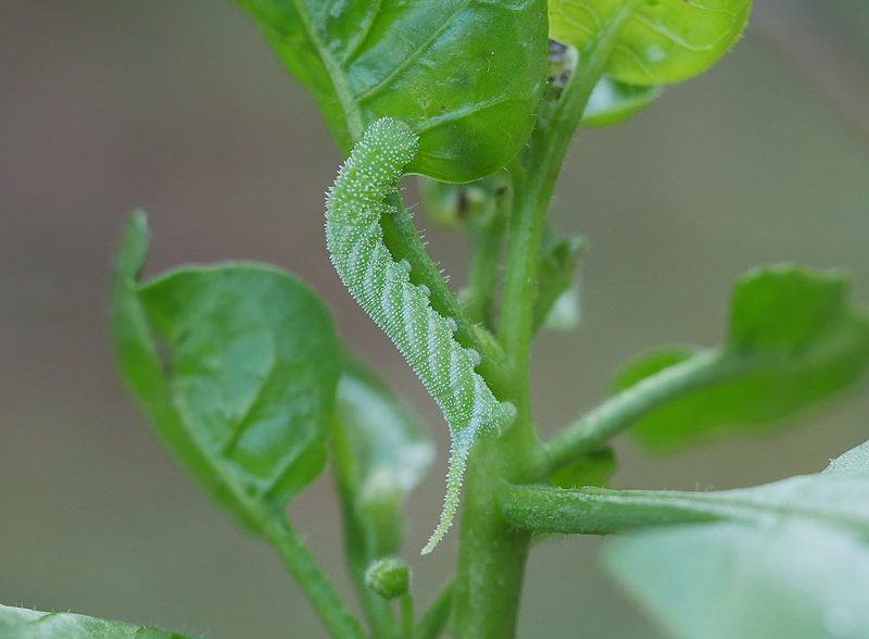 acherontia-atropos