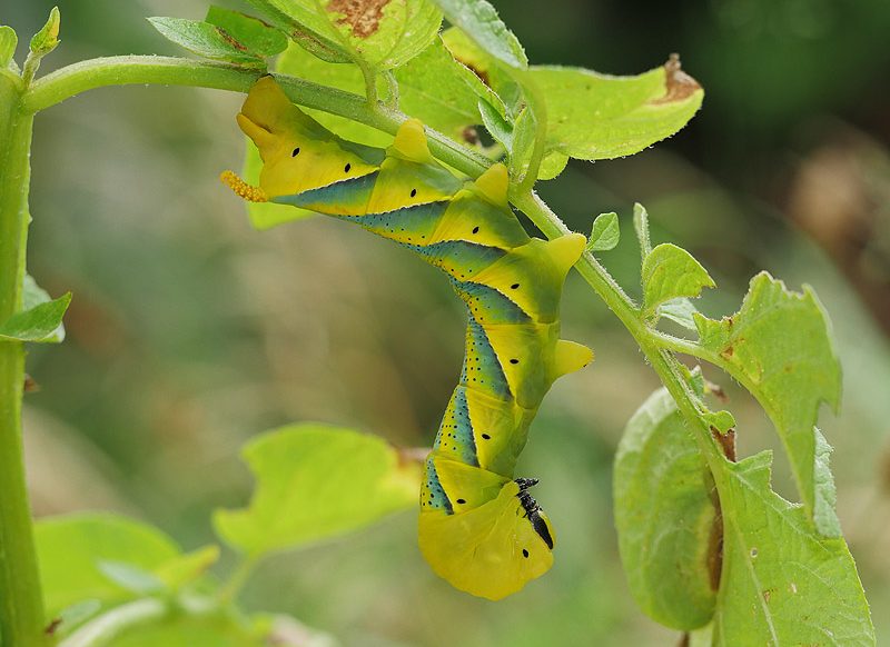 acherontia-atropos