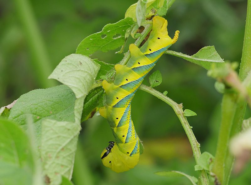 acherontia-atropos