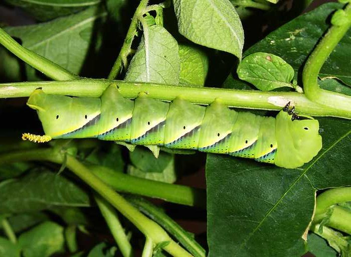 acherontia-atropos