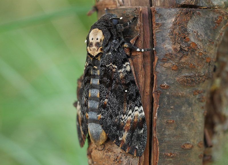 acherontia-atropos