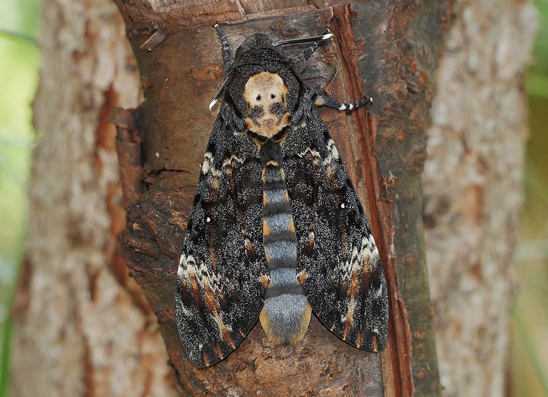 acherontia-atropos