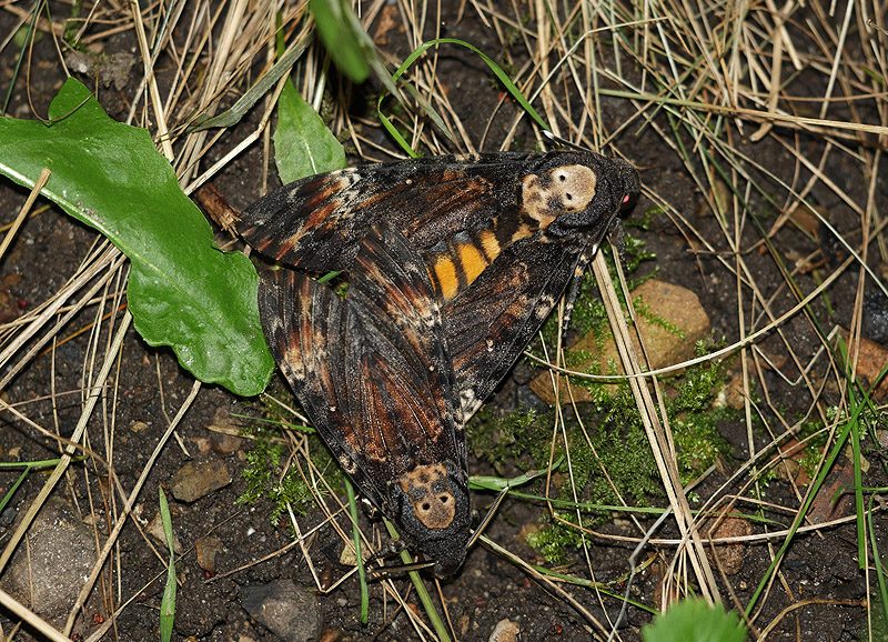 acherontia-atropos